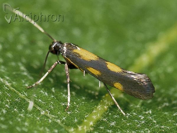 Euspilapteryx auroguttella
