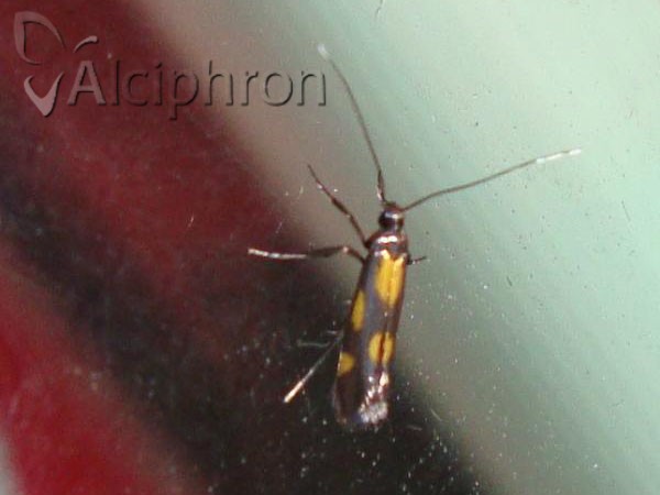 Euspilapteryx auroguttella