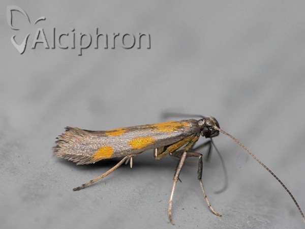 Euspilapteryx auroguttella