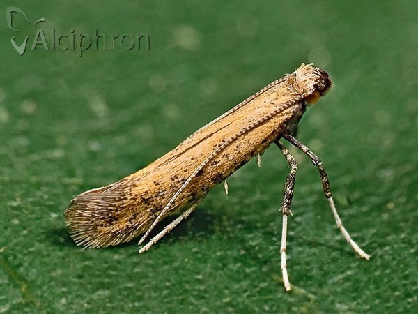 Aspilapteryx limosella