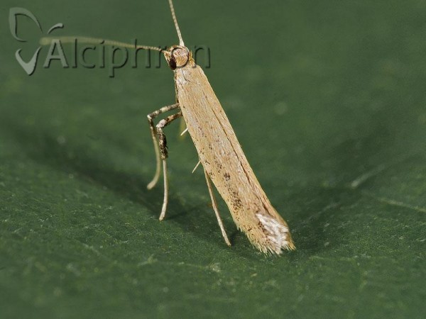 Aspilapteryx limosella