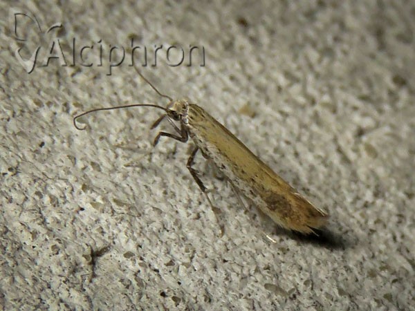 Aspilapteryx limosella