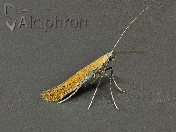 Aspilapteryx tringipennella
