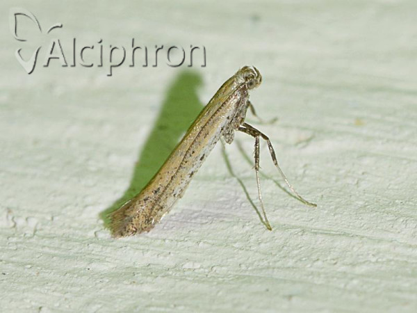 Aspilapteryx tringipennella