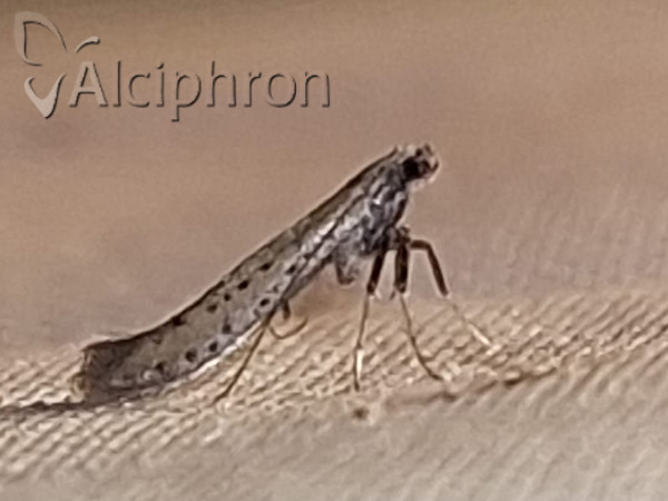 Aspilapteryx tringipennella