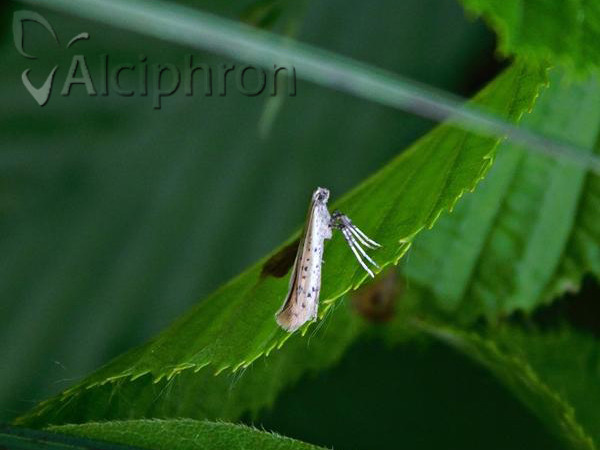 Aspilapteryx tringipennella