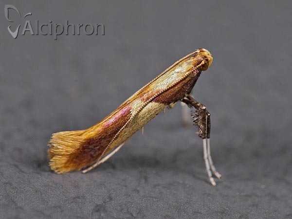 Caloptilia alchimiella