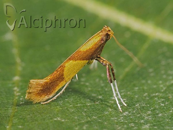 Caloptilia alchimiella