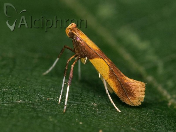 Caloptilia alchimiella