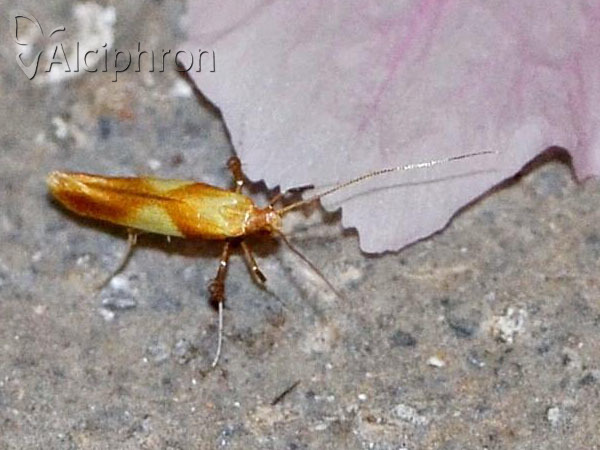 Caloptilia alchimiella