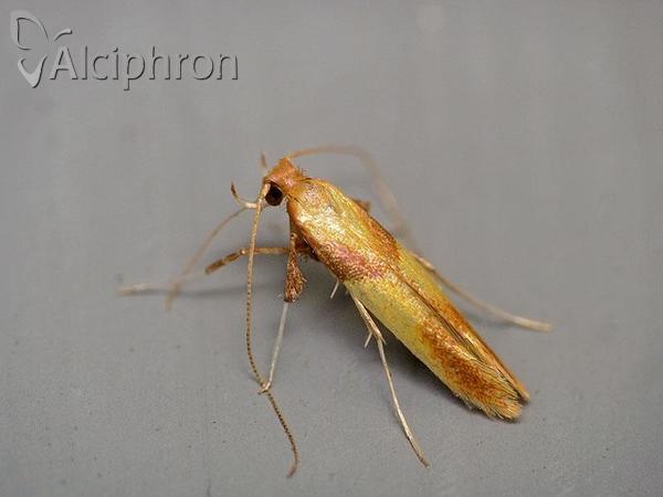 Caloptilia alchimiella
