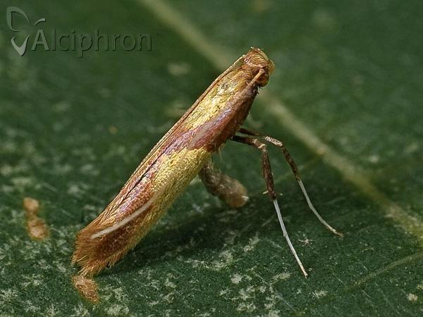 Caloptilia alchimiella