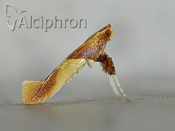 Caloptilia alchimiella