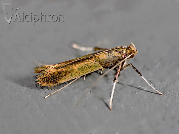 Caloptilia alchimiella