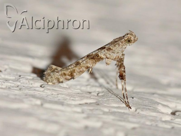 Caloptilia cuculipennella