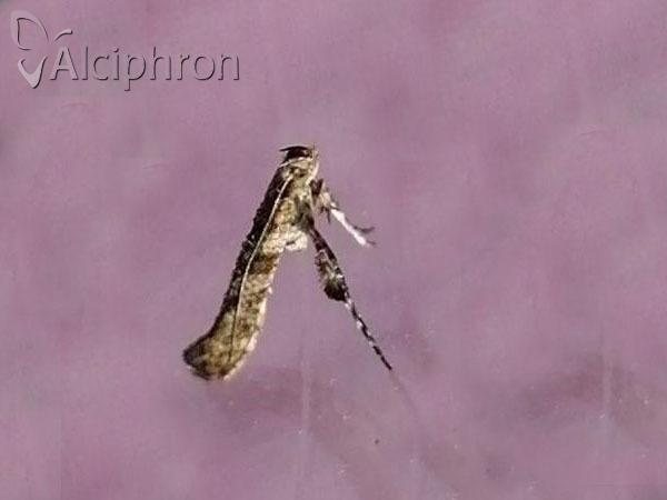 Caloptilia cuculipennella