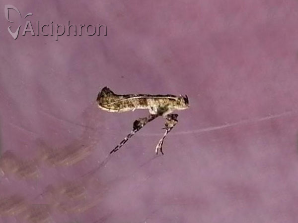 Caloptilia cuculipennella
