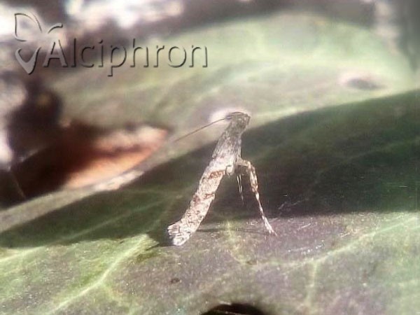 Caloptilia cuculipennella