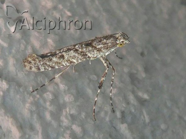 Caloptilia cuculipennella