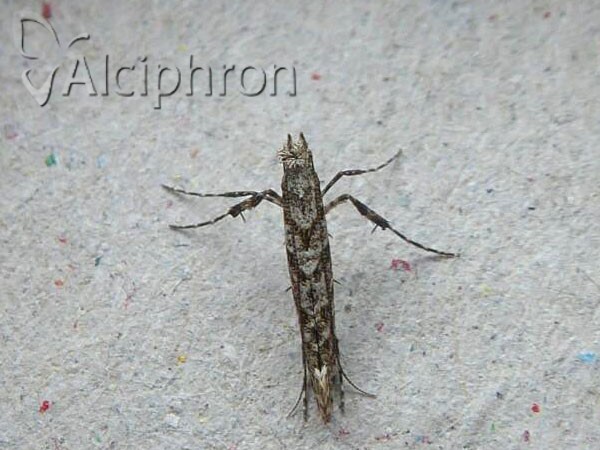 Caloptilia cuculipennella