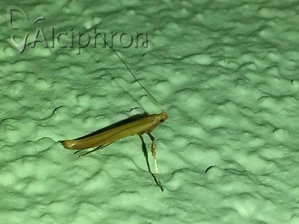 Caloptilia elongella