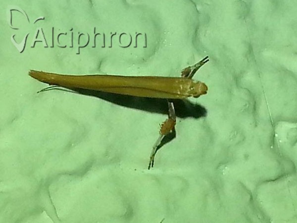 Caloptilia elongella