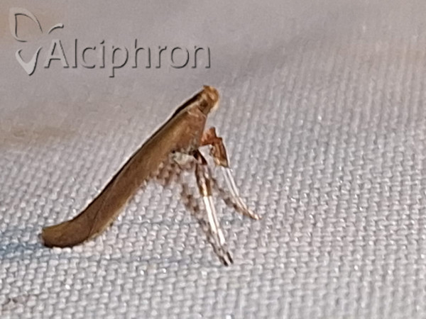Caloptilia elongella