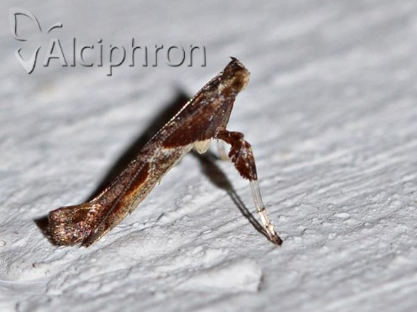 Caloptilia fidella