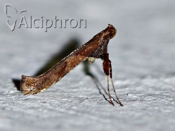 Caloptilia fidella