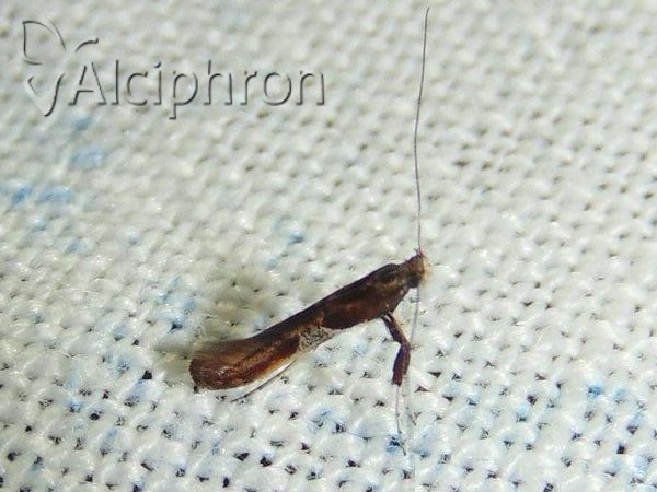 Caloptilia fidella