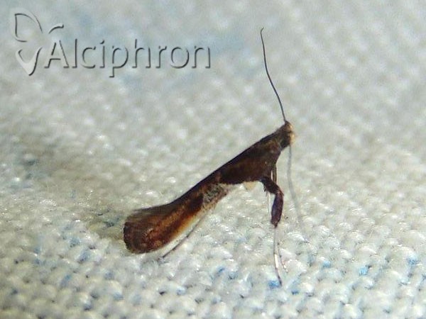 Caloptilia fidella