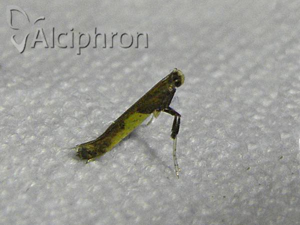 Caloptilia fidella