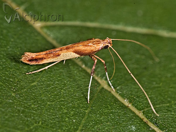 Caloptilia fribergensis