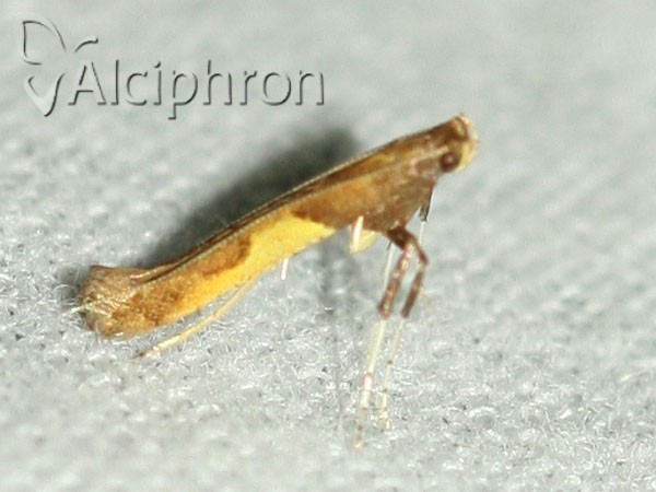 Caloptilia fribergensis