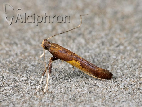 Caloptilia fribergensis