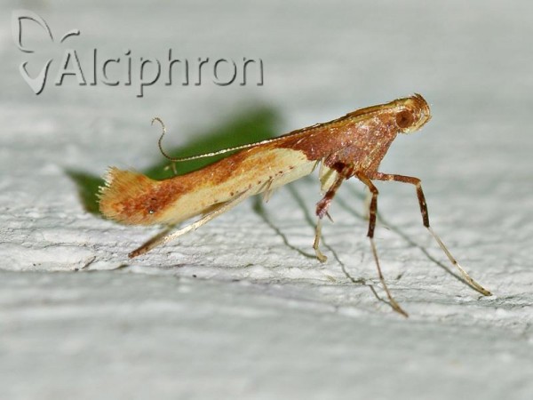 Caloptilia fribergensis
