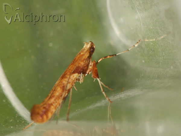 Caloptilia hemidactylella