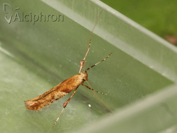 Caloptilia hemidactylella