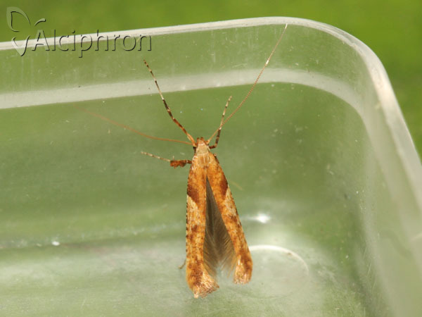 Caloptilia hemidactylella