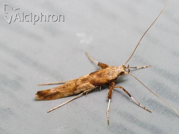 Caloptilia hemidactylella