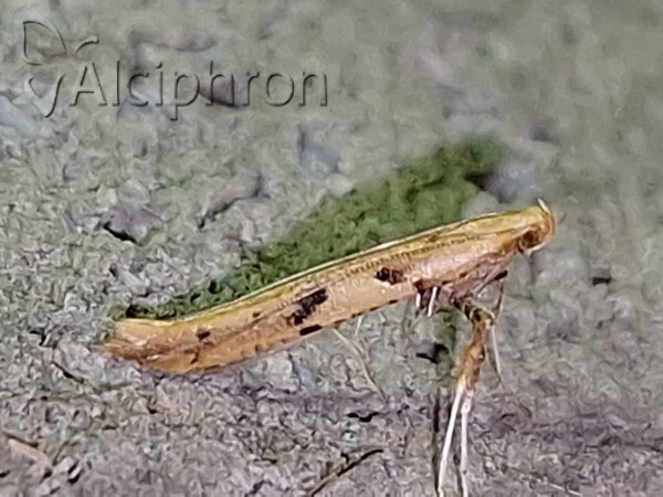 Caloptilia honoratella