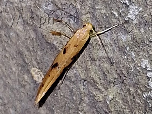Caloptilia honoratella
