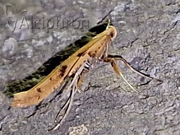 Caloptilia honoratella