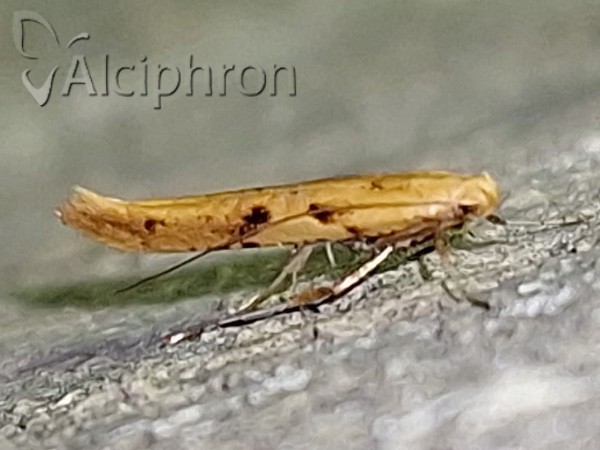 Caloptilia honoratella