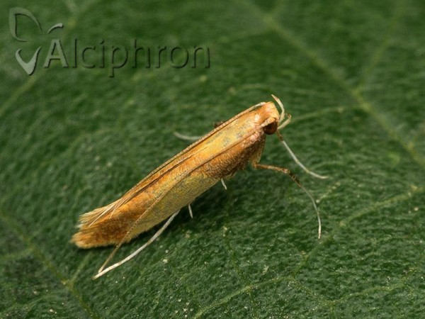 Caloptilia robustella
