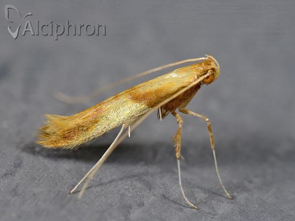 Caloptilia robustella