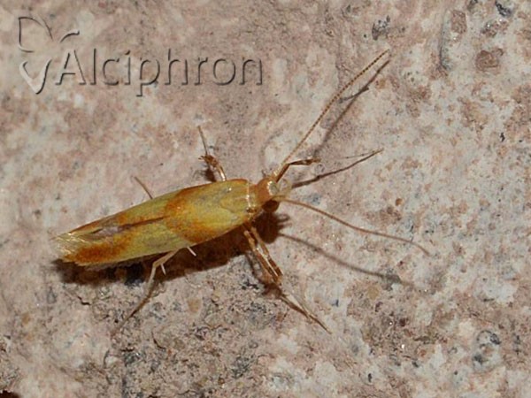 Caloptilia robustella