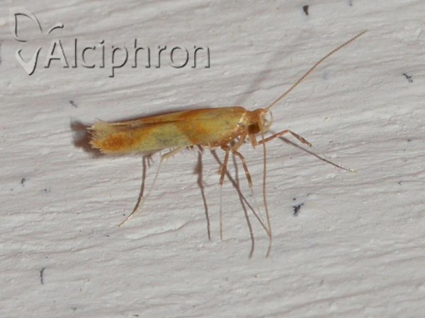 Caloptilia robustella