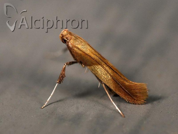 Caloptilia robustella