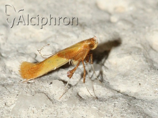 Caloptilia robustella